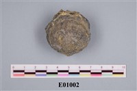 藏品(腕足類化石)的圖片